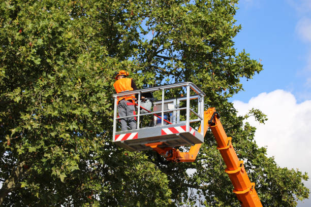 Best Emergency Storm Tree Removal  in Elgin, OK